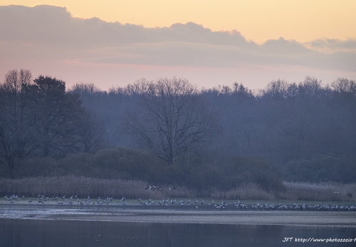 Grue cendrée, Grus grus, Common Crane