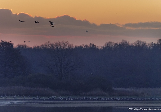 Grue cendrée, Grus grus, Common Crane