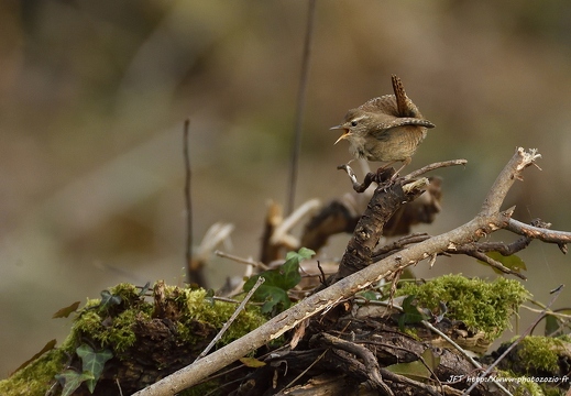 Troglodyte mignon, Troglodytes troglodytes, Eurasian Wren