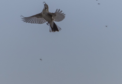 Bruant des roseaux, Emberiza schoeniclus, Common Reed Bunting