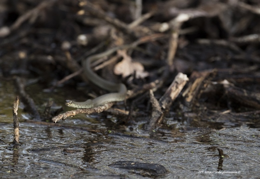 Couleuvre à collier, Natrix natrix