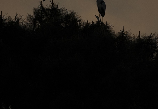 Héron cendré, Ardea cinerea, Grey Heron