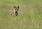 Renard roux, Vulpes vulpes, Goupil, Red fox