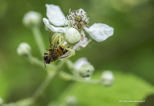  Araignée-crabe, Misumena vatia, Thomisus onustus