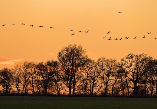 Grue cendrée, Grus grus, Common Crane