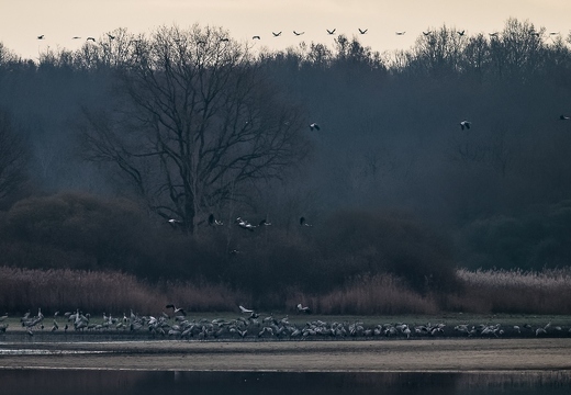 Grue cendrée, Grus grus, Common Crane