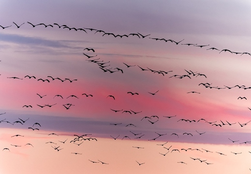 Hivernage des Grues cendrées en Brenne - ukazuje fotografie v koreňovom adresári tohto albumu Hivernage des Grues cendrées en Brenne