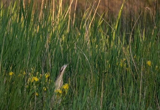 Butor étoilé, Botaurus stellaris, Eurasian Bittern