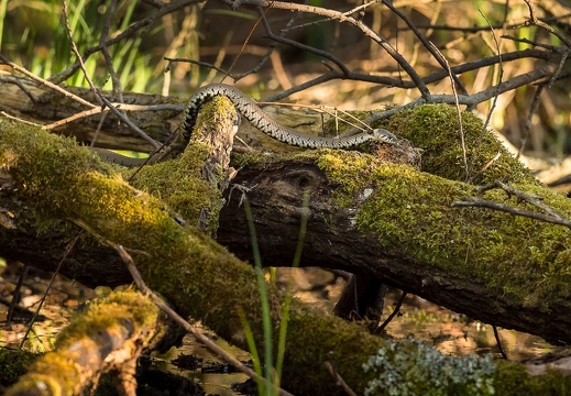Les reptiles - ukazuje fotografie v koreňovom adresári tohto albumu Les reptiles