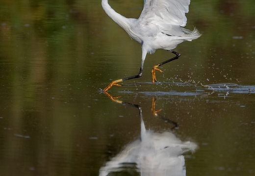 Aigrette garzette, Egretta garzetta, Little Egret