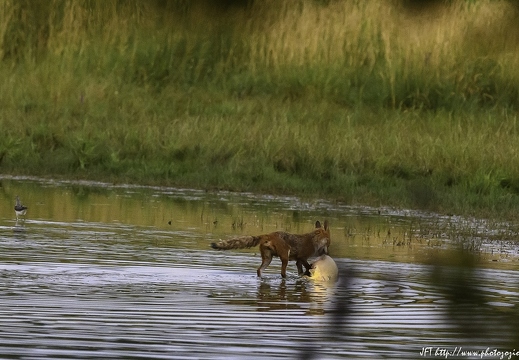 Renard roux, Vulpes vulpes, Goupil, Red fox