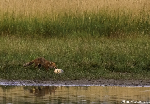 Renard roux, Vulpes vulpes, Goupil, Red fox