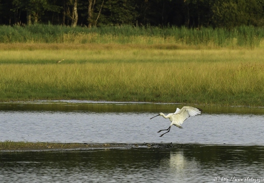 Spatule blanche, Platalea leucorodia, Eurasian Spoonbill