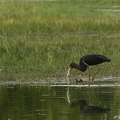 Cigogne noire, Ciconia nigra, Black Stork