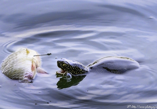 Cistude d'Europe, Emys orbicularis, Tortue de Brenne