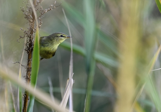 Pouillot fitis, Phylloscopus trochilus, Willow Warbler