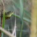 Pouillot fitis, Phylloscopus trochilus, Willow Warbler