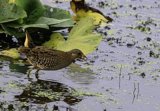 Marouette ponctuée - Porzana porzana - Spotted Crake