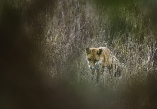 Renard roux, Vulpes vulpes, Goupil, Red fox