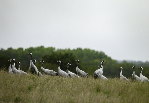 Grue cendrée, Grus grus, Common Crane