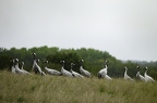 Grue cendrée, Grus grus, Common Crane