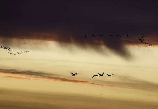 Grue cendrée, Grus grus, Common Crane