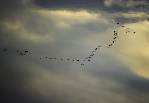 Grue cendrée, Grus grus, Common Crane