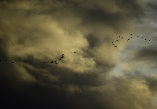 Grue cendrée, Grus grus, Common Crane