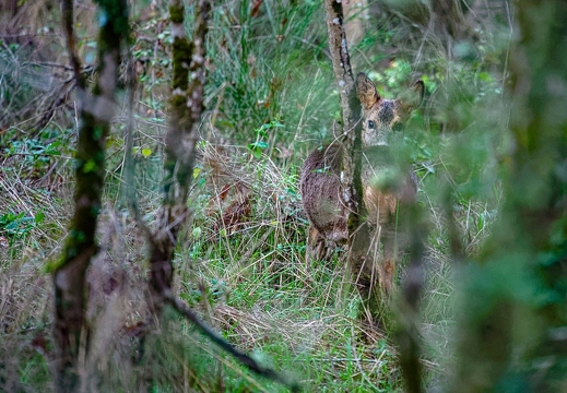 Chevreuil, Capreolus capreolus, European Roe Deer
