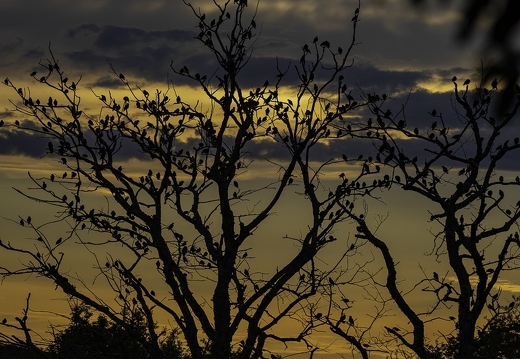 Étourneau sansonnet - Sturnus vulgaris - Common Starling
