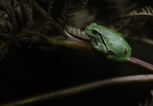 Les amphibiens - ukazuje fotografie v koreňovom adresári tohto albumu Les amphibiens