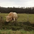 Un énorme taureau / A huge bull