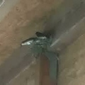 Nourrissage hirondelles / Feeding swallows