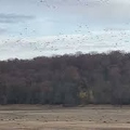 Coucher des grues cendrées / Sunset common cranes