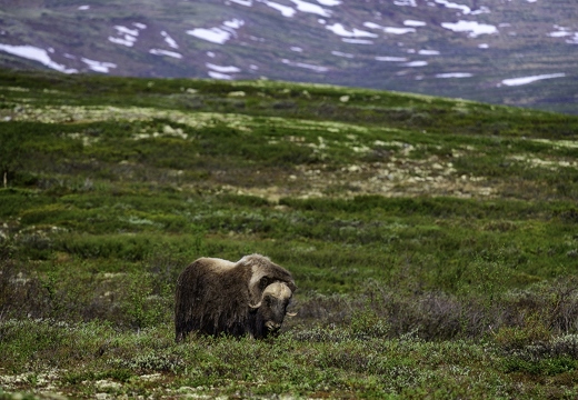 Norvège - ukazuje fotografie v koreňovom adresári tohto albumu Norvège