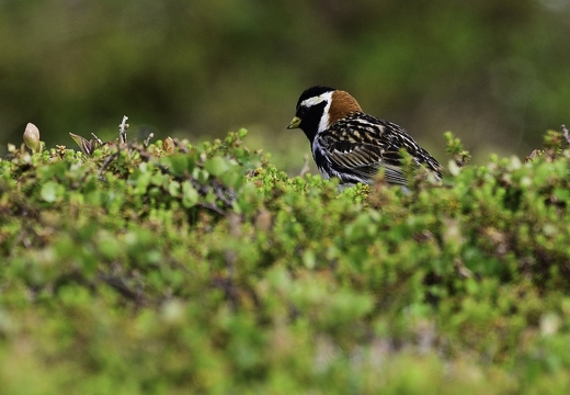 Bruant lapon mâle ou Plectrophane lapon, Calcarius lapponicus, Lapland Longspur