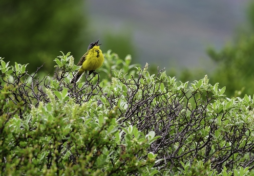 Bergeronnette printanière, Motacilla flava, Western Yellow Wagtail