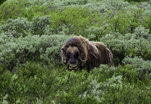 bœuf musqué, Ovibos moschatus 