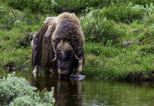 bœuf musqué, Ovibos moschatus 