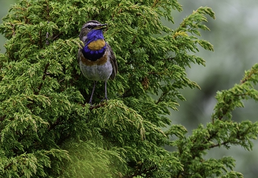 Gorgebleue à miroir, Luscinia svecica, Bluethroat