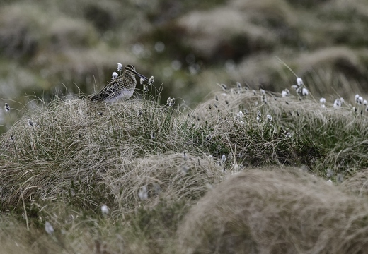 Bécassine des marais, Gallinago gallinago, Common Snipe