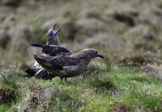 Grand Labbe, Stercorarius skua, Great Skua