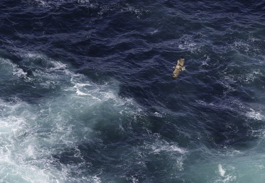 Pygargue à queue blanche, Haliaeetus albicilla, White-tailed Eagle
