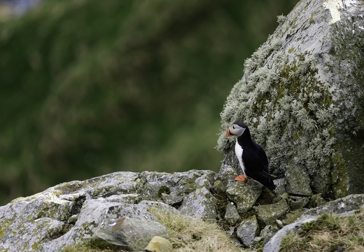 Macareux moine, Fratercula arctica, Atlantic Puffin