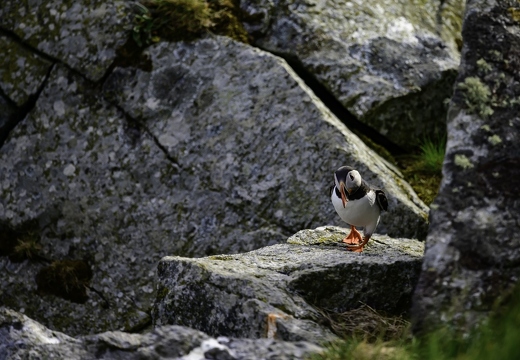 Macareux moine, Fratercula arctica, Atlantic Puffin