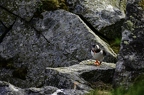 Macareux moine, Fratercula arctica, Atlantic Puffin
