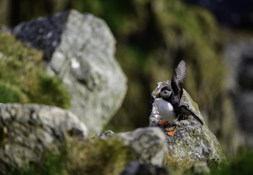 Macareux moine, Fratercula arctica, Atlantic Puffin