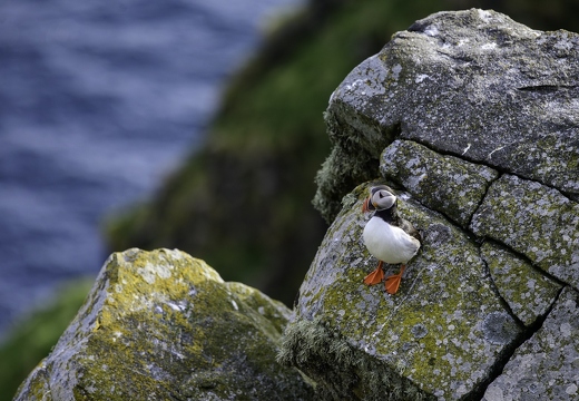 Macareux moine, Fratercula arctica, Atlantic Puffin