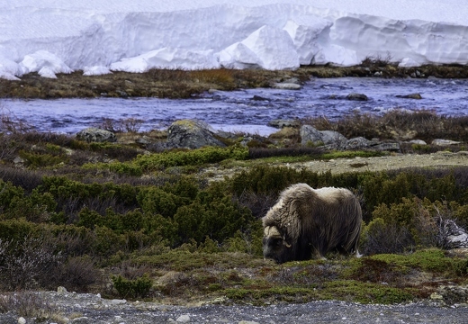 bœuf musqué, Ovibos moschatus 
