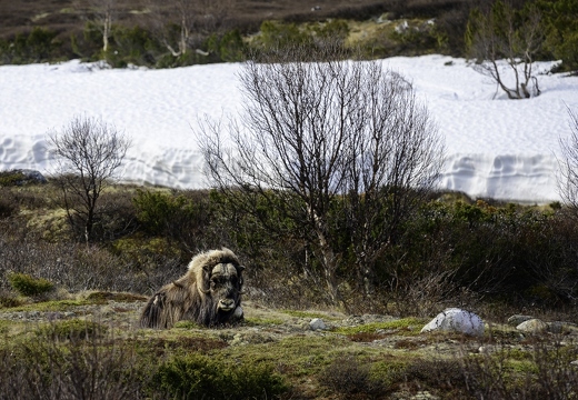 bœuf musqué, Ovibos moschatus 